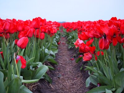 Tulip pink spring photo