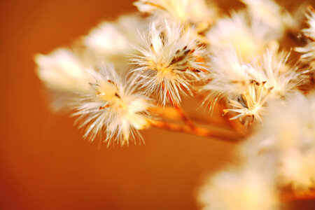 Nature background