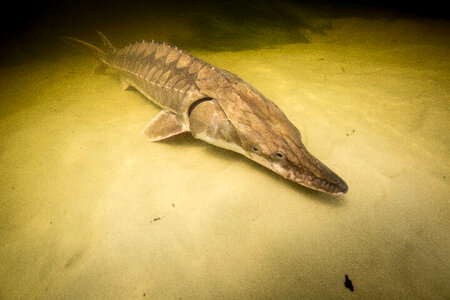 Gulf sturgeon-3