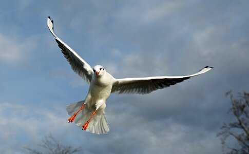 Sky plumage freedom