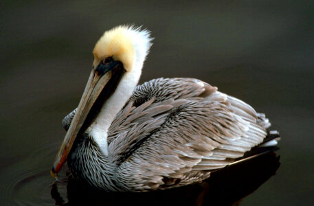 Brown pelican-1 photo