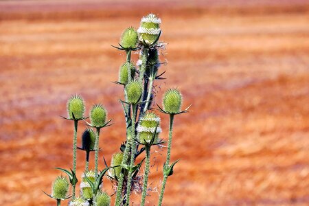 Desert flora flower