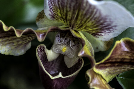 Pitcher plant with some water in it