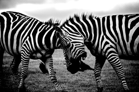Zebras Clash photo