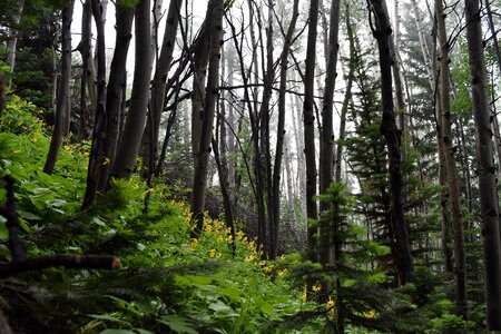 Branches cloudy forest photo