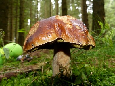 Brown tube mushroom forest