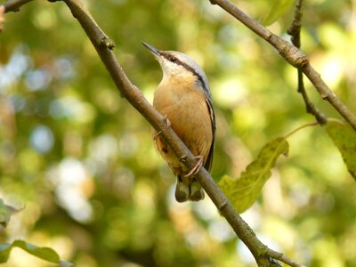 Species branch sit