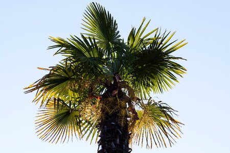Plant flora botany