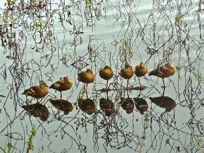 Row standing nature