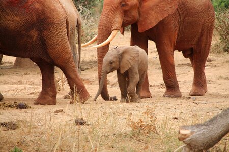 Wildlife safari africa photo