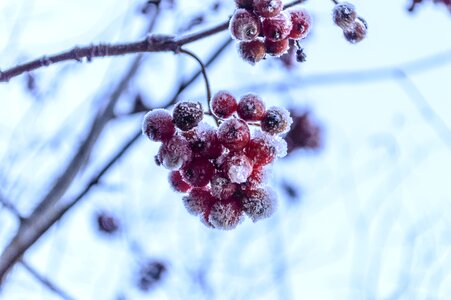 Fruit hip winter photo