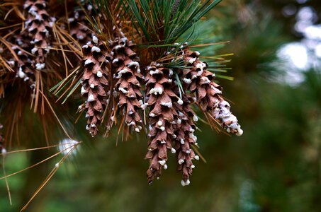 Tree pine needles scale photo