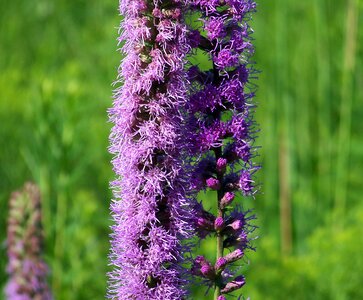 Nature natural blossom