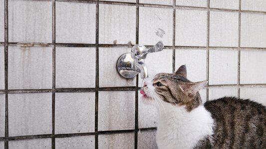 Cat mia drink water pet photo