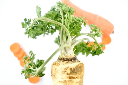 Antioxidant carrot organic
