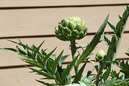 Spikey thistle spiky photo