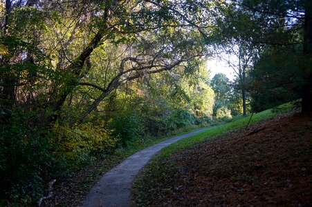 Footpath in autumn wood photo