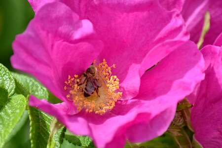 Bee honeybee pollen photo