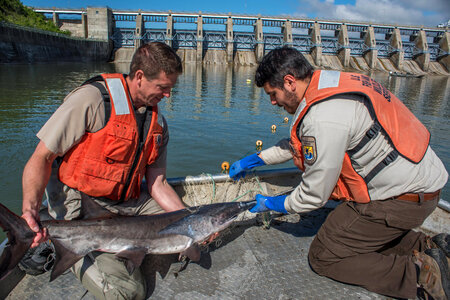 Fisheries crew netting paddlefish-4 photo