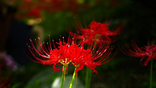 Red flower gilsang nature