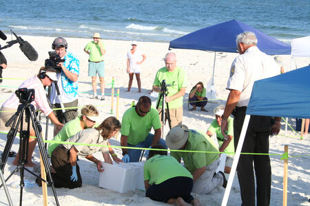 Turtle nest excavation and relocation-2 photo