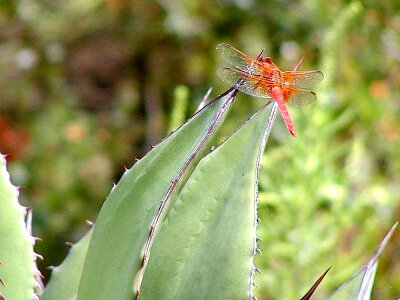 Dragonfly  