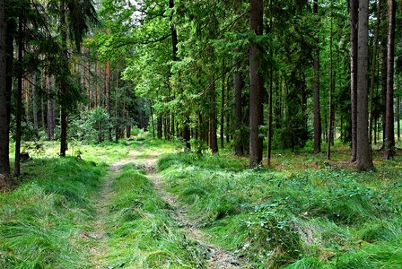 Branches path grass photo