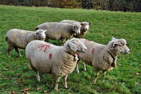 Sheep flock of sheep pasture photo