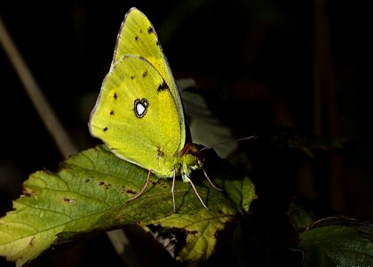 Animal arthropod beautiful