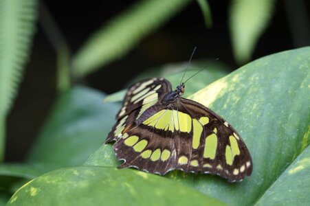 Animal arthropod biology