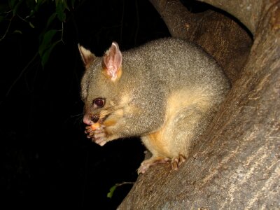 Animal australia australian photo