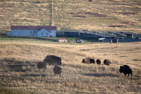 Bison herd with roundup facility in background