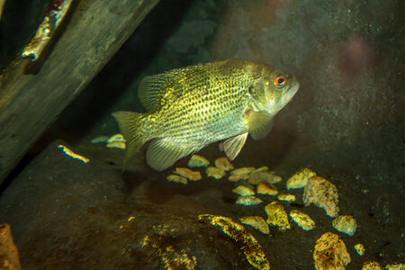 Rock Bass photo