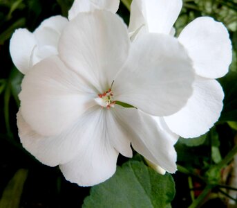 Beautiful beautiful flowers biology