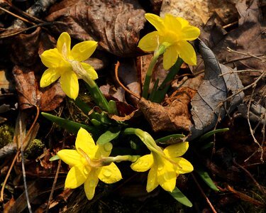 Narcissus jonquil yellow photo