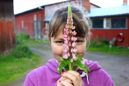 High summer purple pink