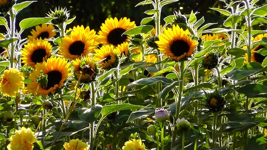 Summer sun sunflower seeds