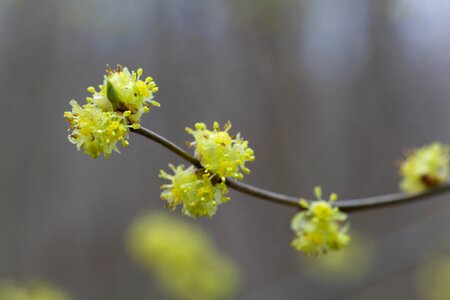 Bud bushes flora