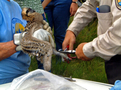 Banding a young Osprey