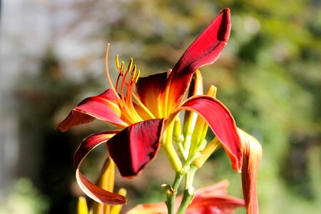 Beautiful Flowers blooming blossom photo