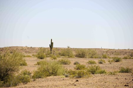 Desert domestic nature