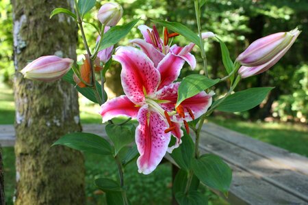Lilies pink flowers photo