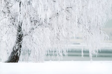 White Tree in Winter