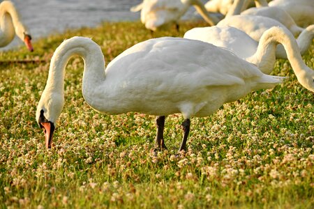 Birds grass plants grazing