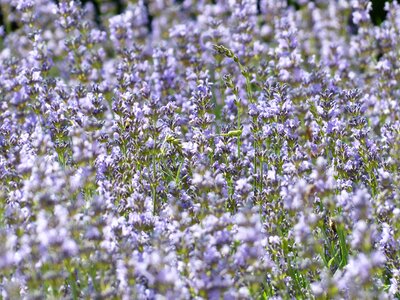 True lavender narrow leaf lavender lavandula angustifolia