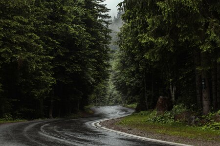 Winding Forest Road Free Photo