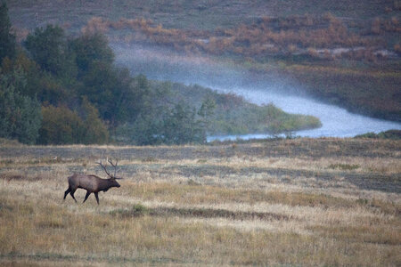 Bull Elk scenic with river photo