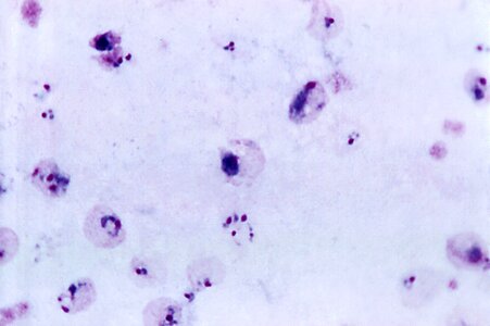 Normal oval plasmodium