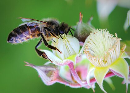 Insect macro flora photo