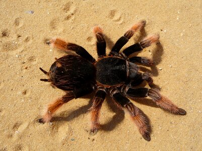 Red knee poisonous mexican red knee poisonous spider photo